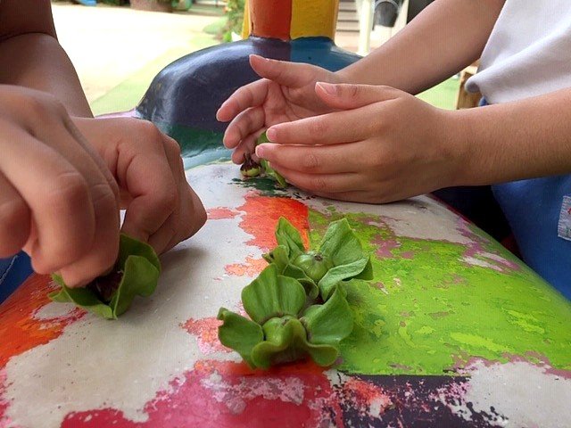 柿の木 西高殿若葉幼稚園 にしたかどのわかばようちえん