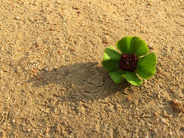 柿の実 西高殿若葉幼稚園 にしたかどのわかばようちえん