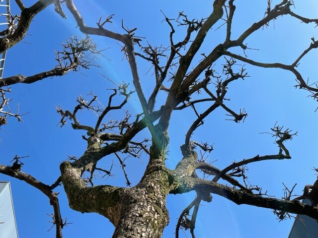 ふゆ　西高殿若葉幼稚園　にしたかどのわかばようちえん