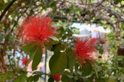 花　西高殿若葉幼稚園　にしたかどのわかばようちえん