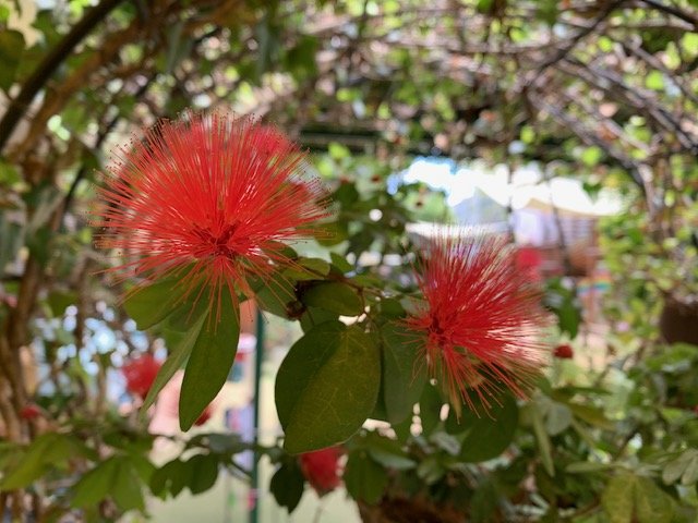 花　西高殿若葉幼稚園　にしたかどのわかばようちえん